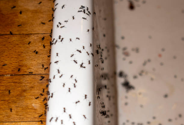 Best Pest Prevention Services  in Eureka Mill, SC