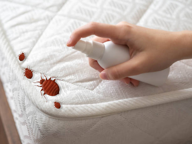 Best Affordable Pest Control Services  in Eureka Mill, SC