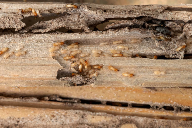 Wasp Removal Services in Eureka Mill, SC